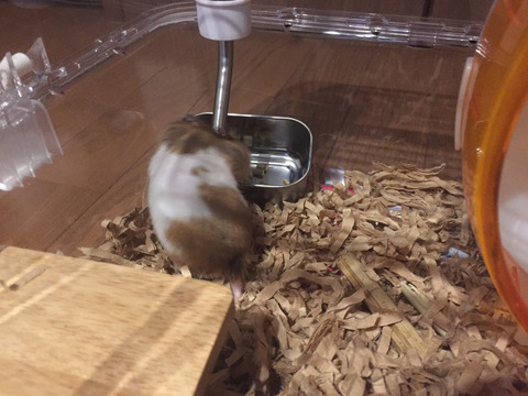 ハムスター背中