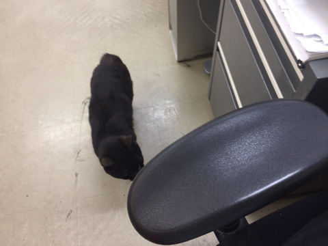 突然社内に現れる、野良猫クロ。僕の足元にやってきて、エサをねだるのです。