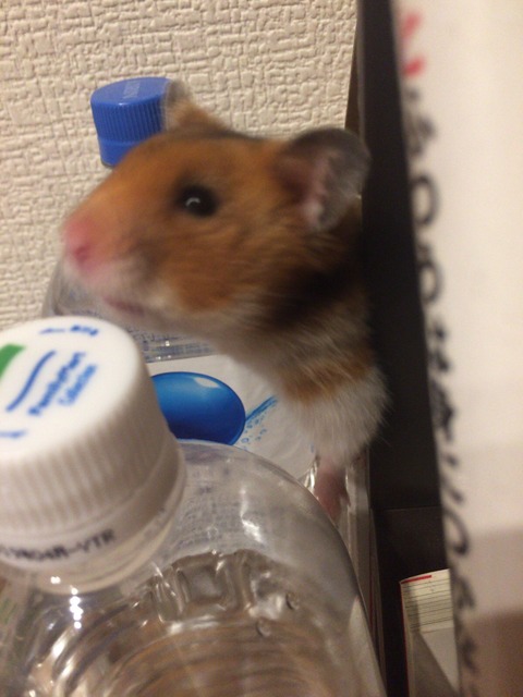 ファミマの天然水安曇野より霧島の方が美味い!と語るハムスター