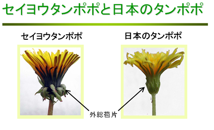 plant-q_and_a1-1