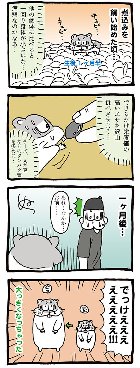 ゴールデンハムスターの成長は早い。大きくなりました