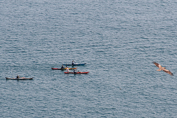 1010水ウォーク鳶