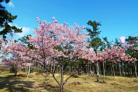 桜祭り