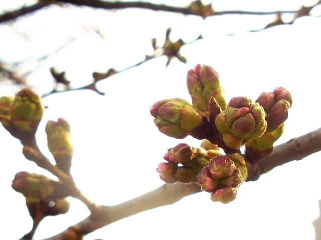 flower_saklamada.jpg
