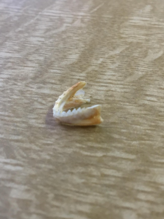 WVHvULK