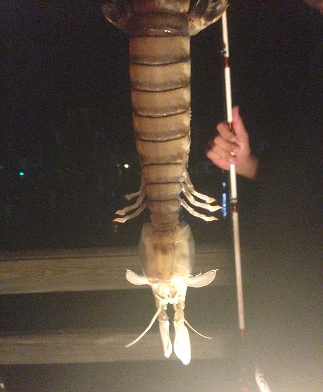giant_shrimp2