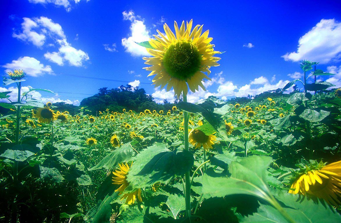 夏の画像 原寸画像検索