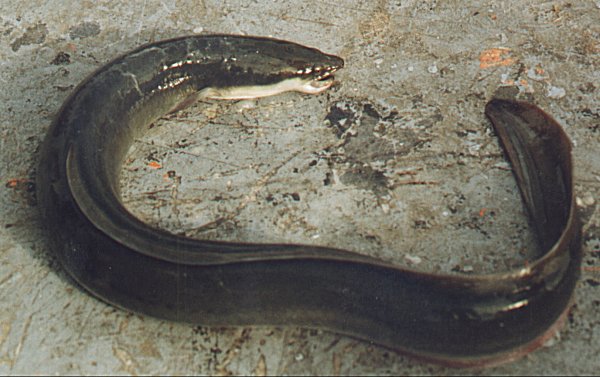 anguila-jonathan