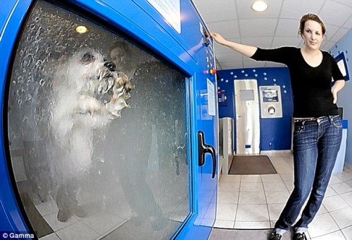 dog-o-matic-500x342