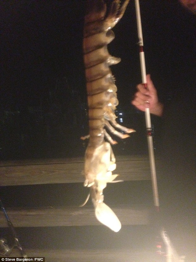 giant_shrimp1