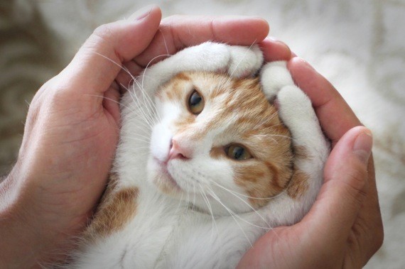 2014-04-22-140419catPose_570