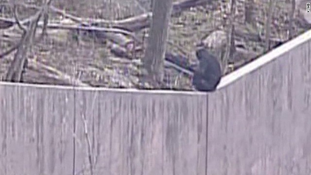 bts-wisthoff-kansas-city-zoo-chimps-on-loose