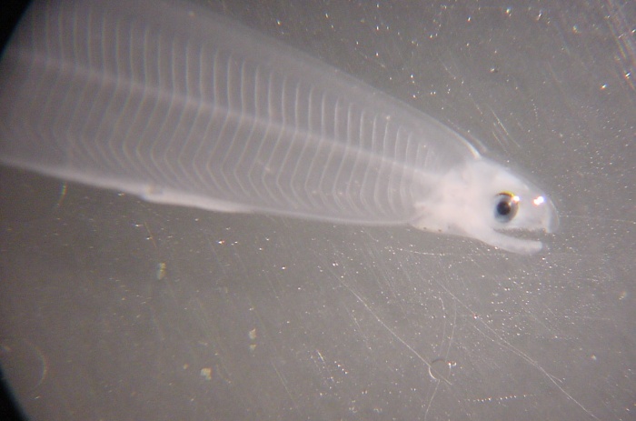 深海生物