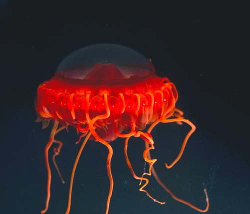 深海生物