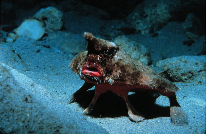 深海生物