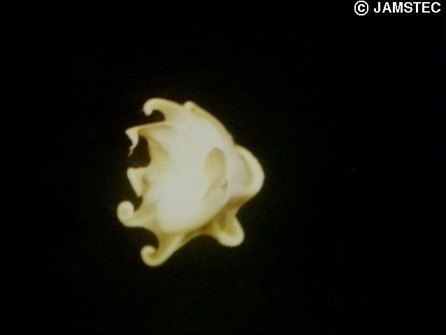 深海生物