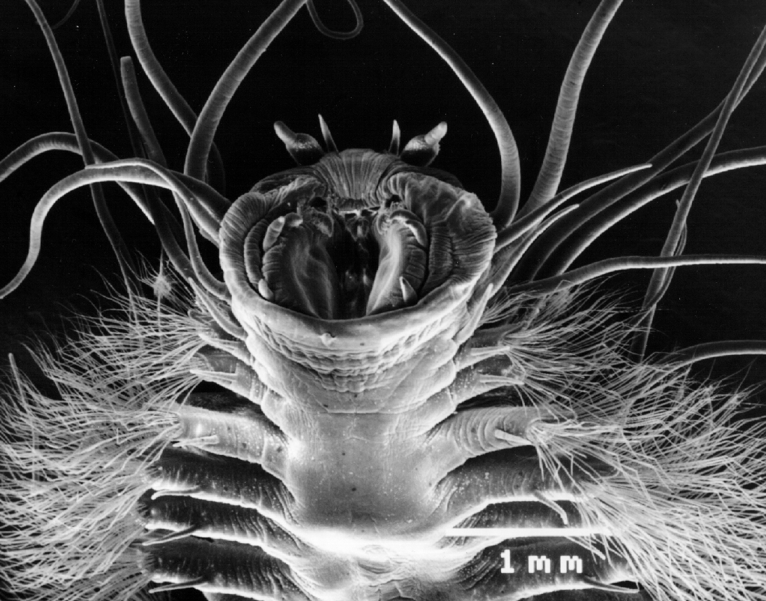 深海生物