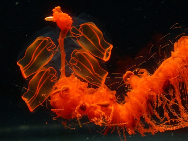 深海生物