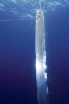 深海生物