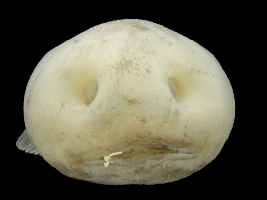 深海生物