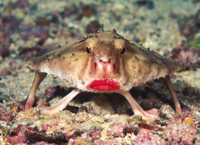 深海生物