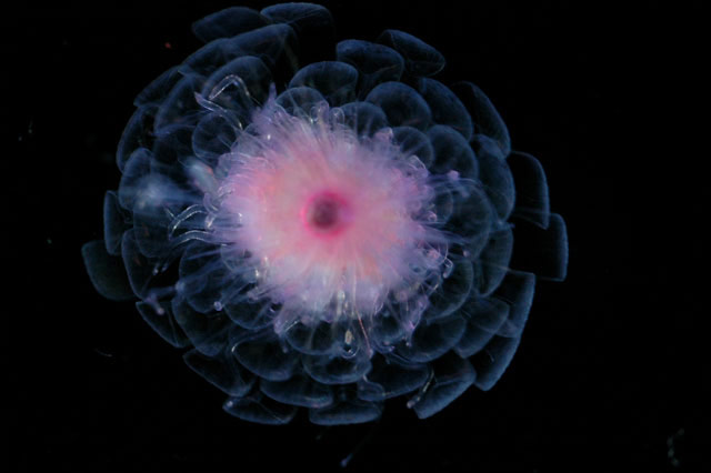 深海生物