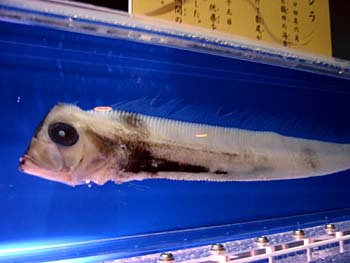 深海生物