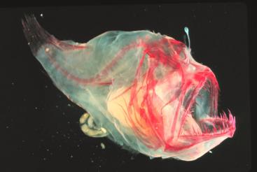 深海生物