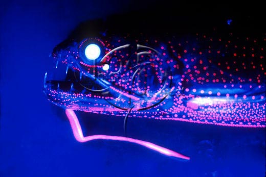 深海生物