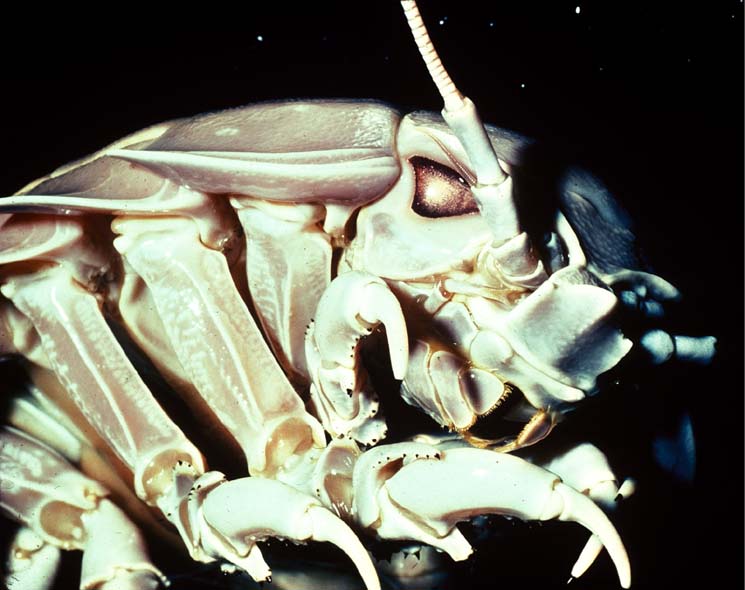 深海生物