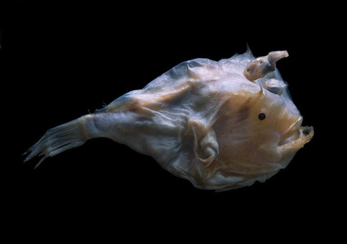 深海生物