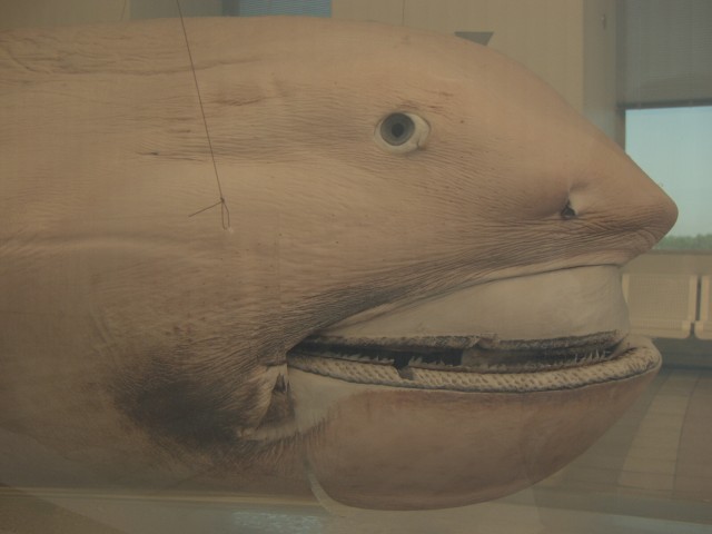 深海生物