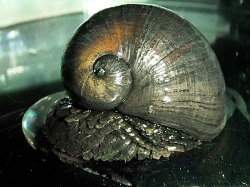 深海生物