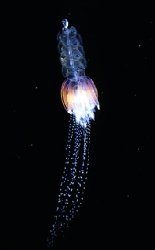 深海生物