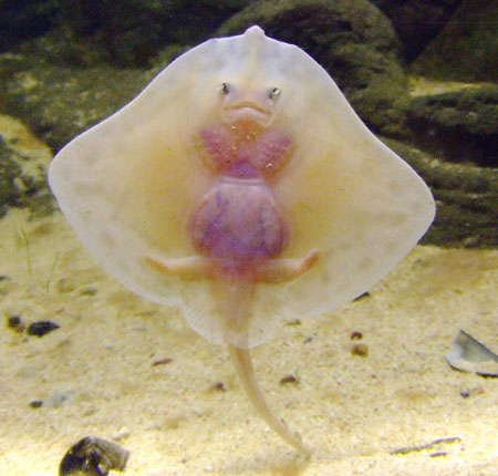 深海生物