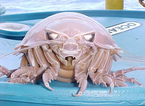 深海生物