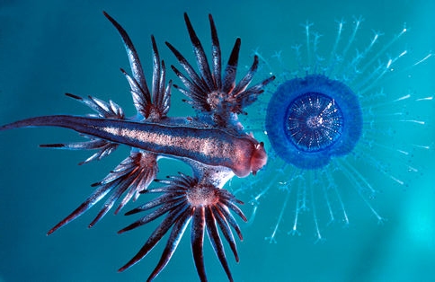 深海生物