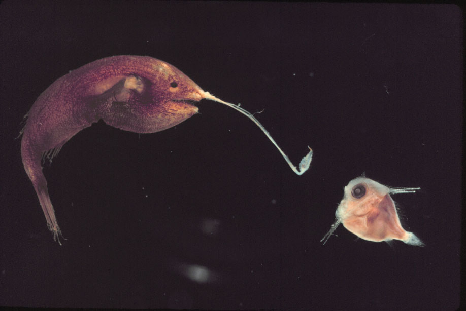 深海生物