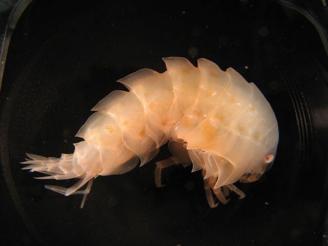 深海生物
