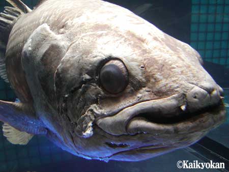 深海生物