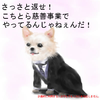チワワ