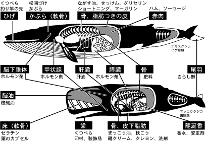 クジラちゃん