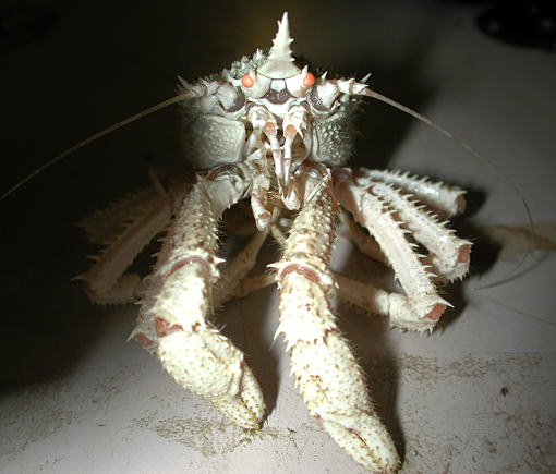深海生物