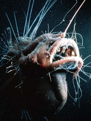 深海生物