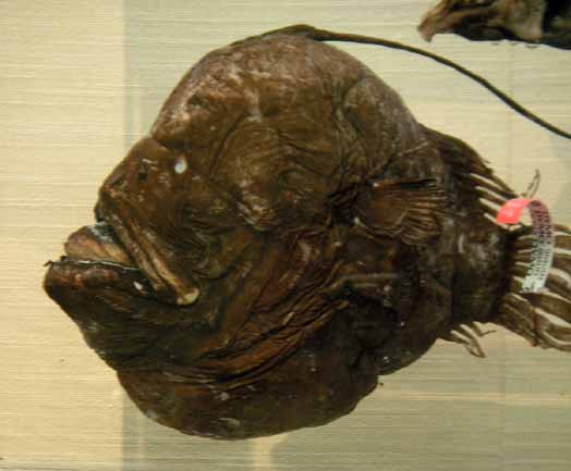 深海生物