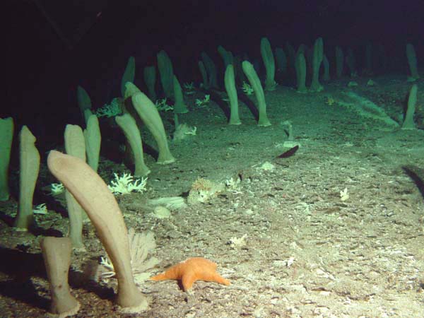 深海生物