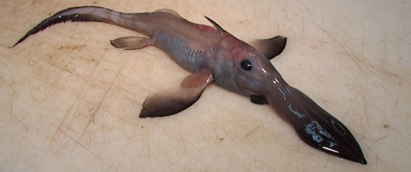 深海生物