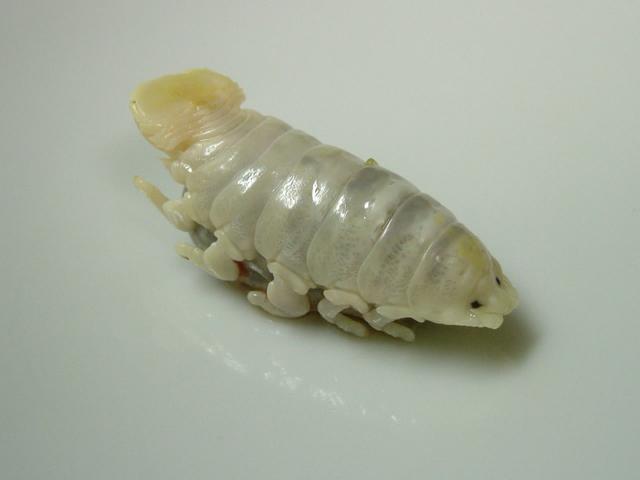 深海生物