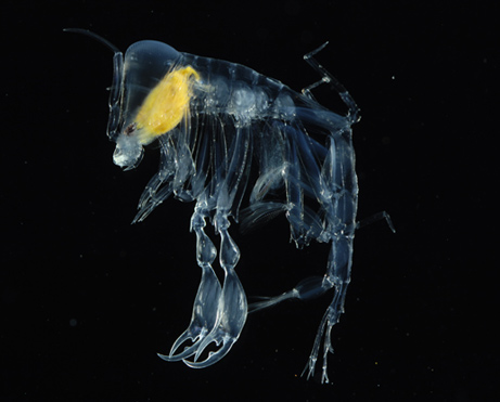 深海生物