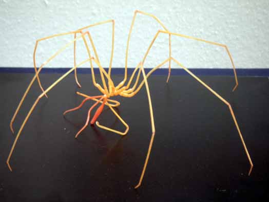 深海生物